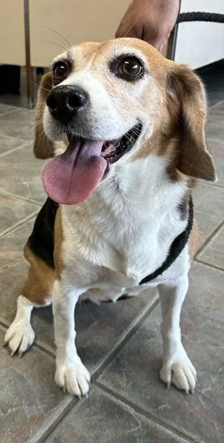 An adult medium-sized female Tricolor (Brown, Black, & White) Beagle dog named Lulu for adoption in Canoga Park, CA