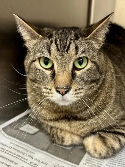 An adult large-sized male Buff / Tan / Fawn Domestic Short Hair cat named Otter for adoption in Wichita, KS