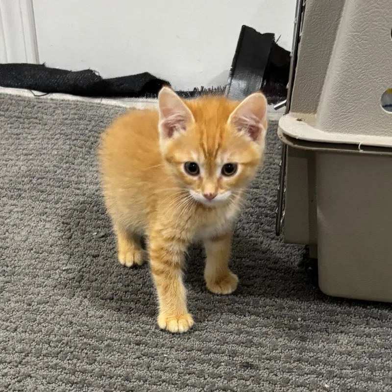 A baby medium-sized male Orange & White Domestic Short Hair cat named Adam All for adoption in Columbia, MO