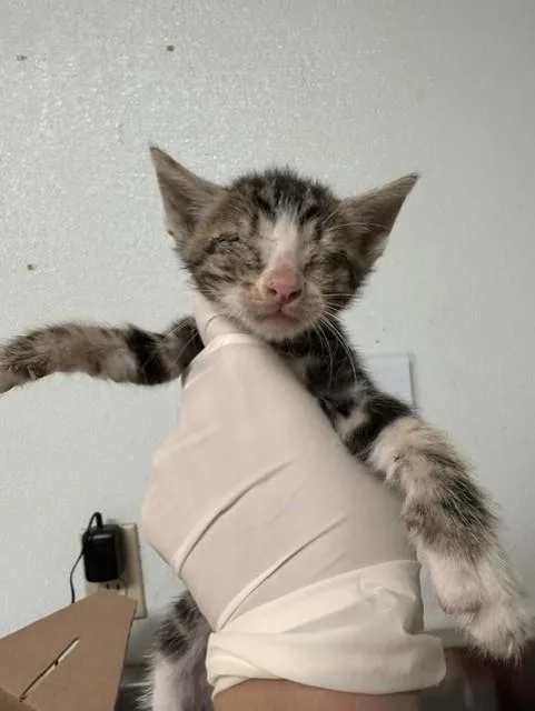 A baby small-sized female Domestic Short Hair cat named Leila for adoption in Bakersfield, CA