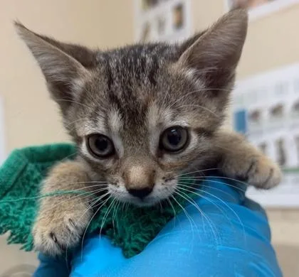 A baby small-sized female Domestic Short Hair cat named Hermoine for adoption in Honolulu, HI