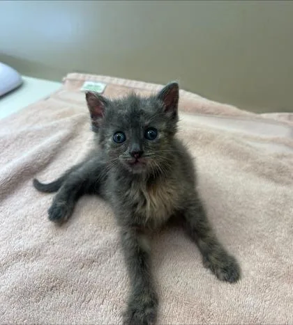 A baby small-sized unknown Domestic Short Hair cat named Cece for adoption in Fishers, IN