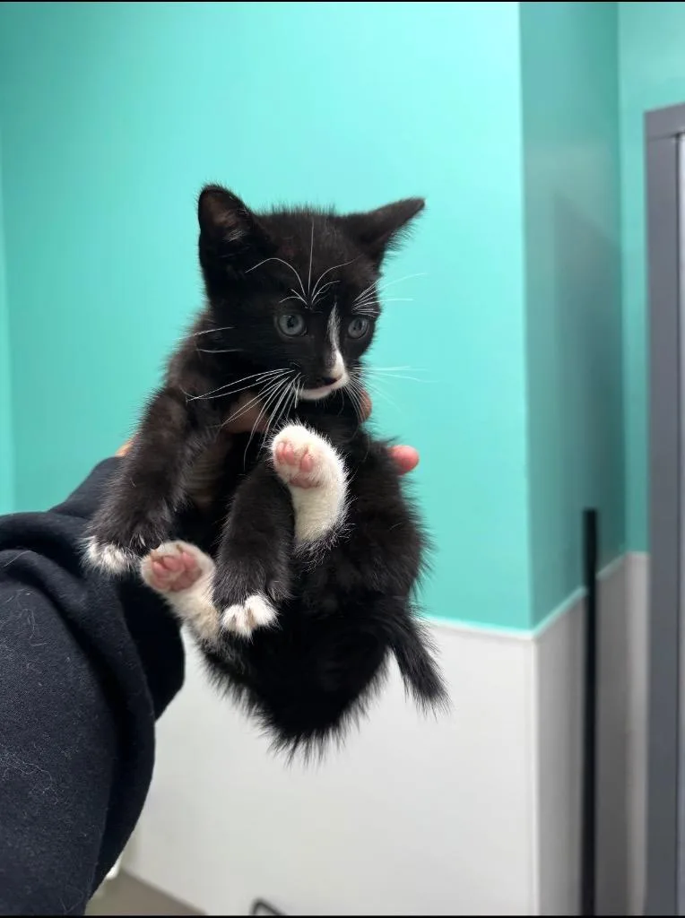 A baby medium-sized male Domestic Short Hair cat named Luke Skywhisker for adoption in Belton, TX