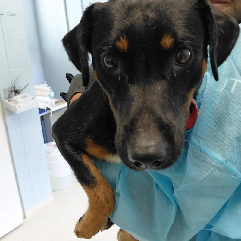 Donovan