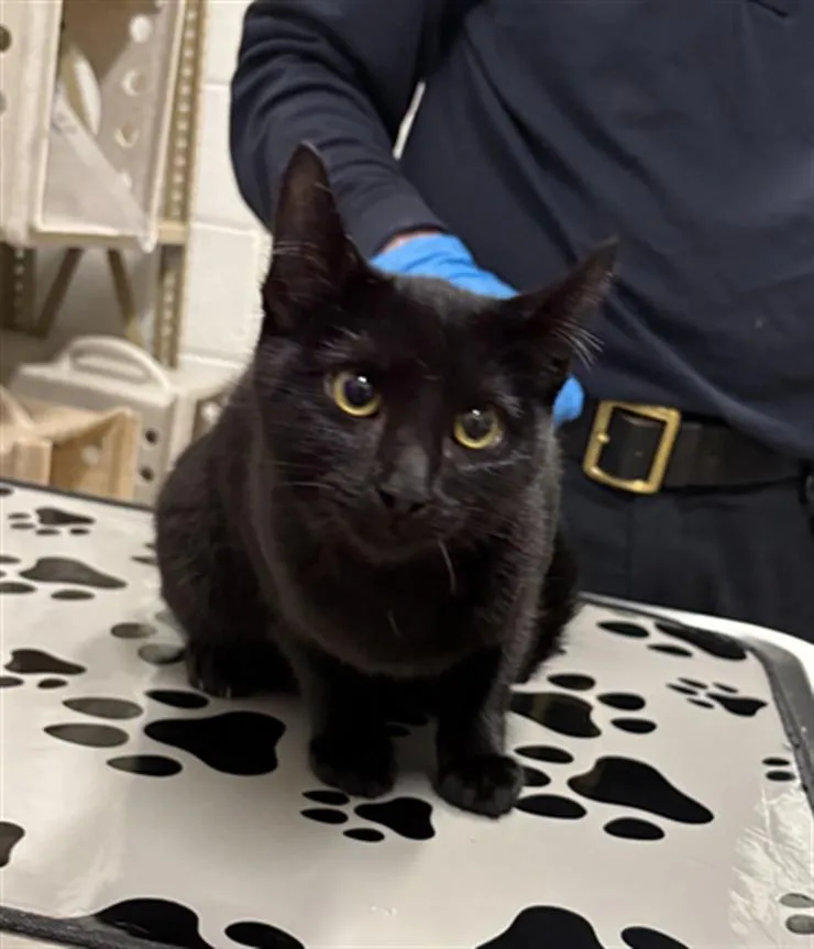 A young small-sized female Domestic Short Hair cat named Surprise for adoption in Derwood, MD