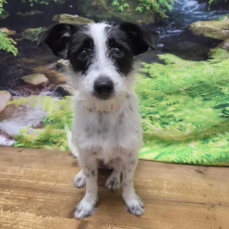A young small-sized female White / Cream Terrier dog named Sadie Lou for adoption in Normal, IL