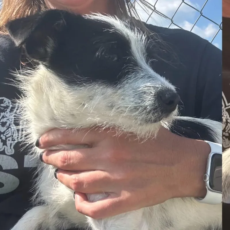 Sadie Lou thumbnail 2