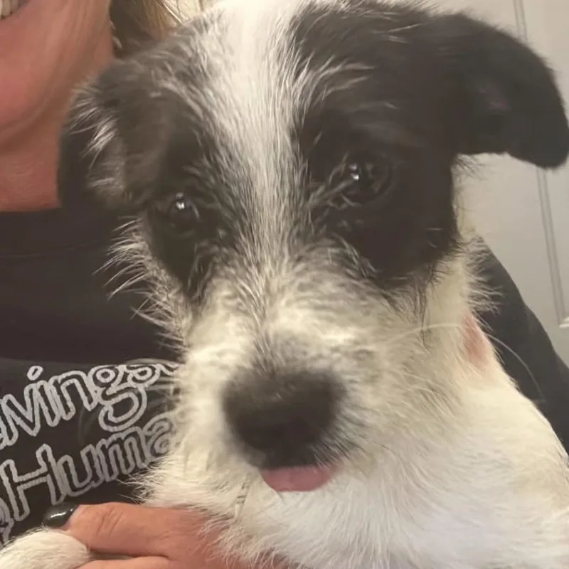 Sadie Lou thumbnail 3