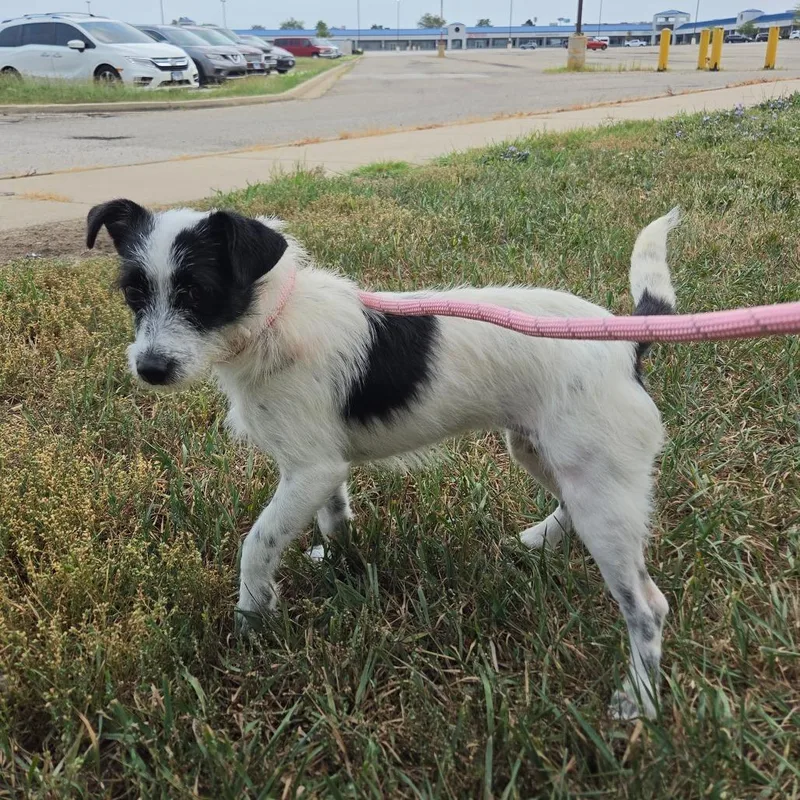 Sadie Lou thumbnail 4