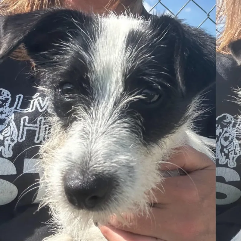Sadie Lou thumbnail 5