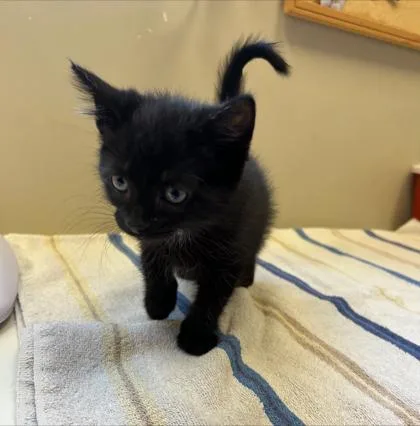 A baby small-sized female Domestic Short Hair cat named Tulip for adoption in Fishers, IN
