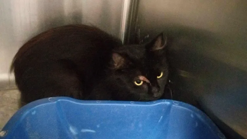 An adult medium-sized female Black Domestic Medium Hair cat named Unknown for adoption in Burgaw, NC