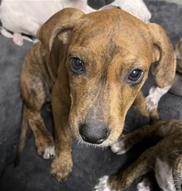 A baby medium-sized female Pit Bull Terrier dog named Carly A for adoption in Plano, TX