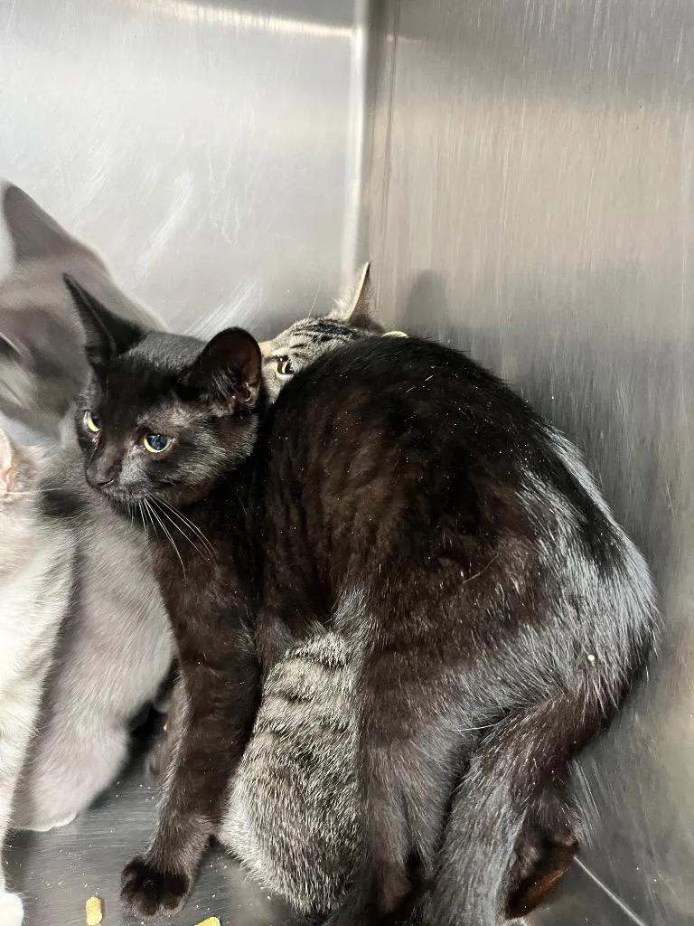 A baby medium-sized female Domestic Short Hair cat named Tangie for adoption in Hopkinsville, KY