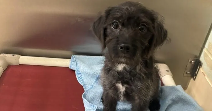 A baby small-sized female Black Shih Tzu dog named Bean for adoption in Kalamazoo, MI