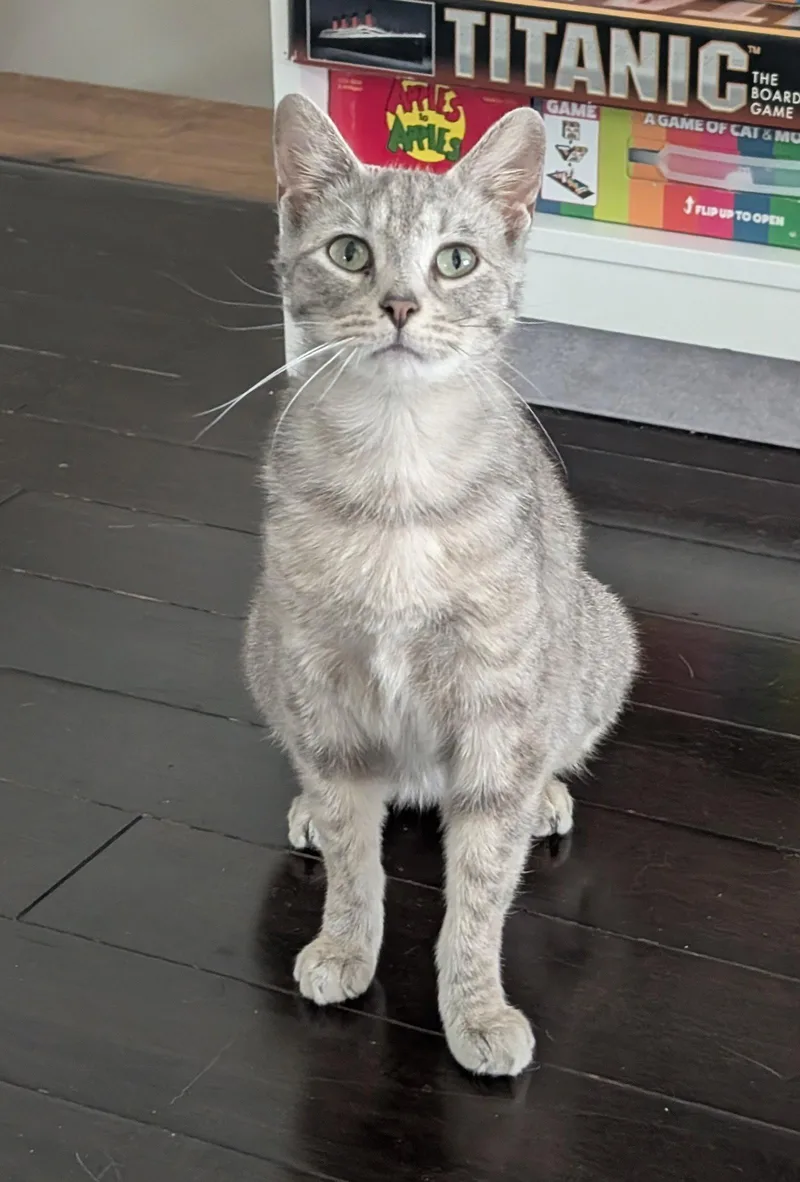 An adult medium-sized female Domestic Short Hair cat named Meredith for adoption in Lake Saint Louis, MO