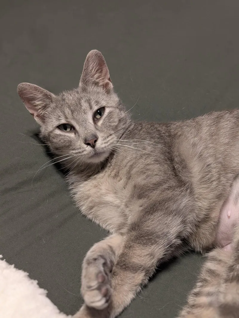 Meredith thumbnail 2