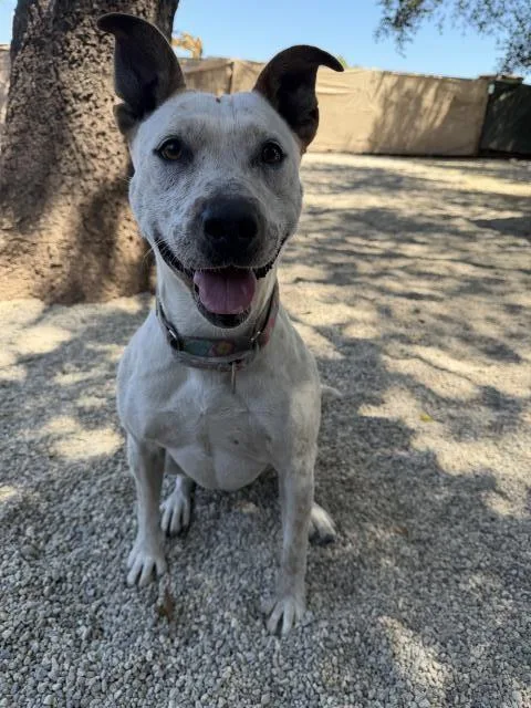 An adult medium-sized female Australian Cattle Dog / Blue Heeler dog named Lizzy for adoption in Santa Barbara, CA