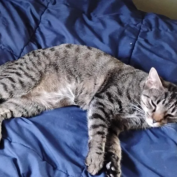 A young medium-sized female Brown / Chocolate Domestic Short Hair cat named Elsie for adoption in Washington, DC