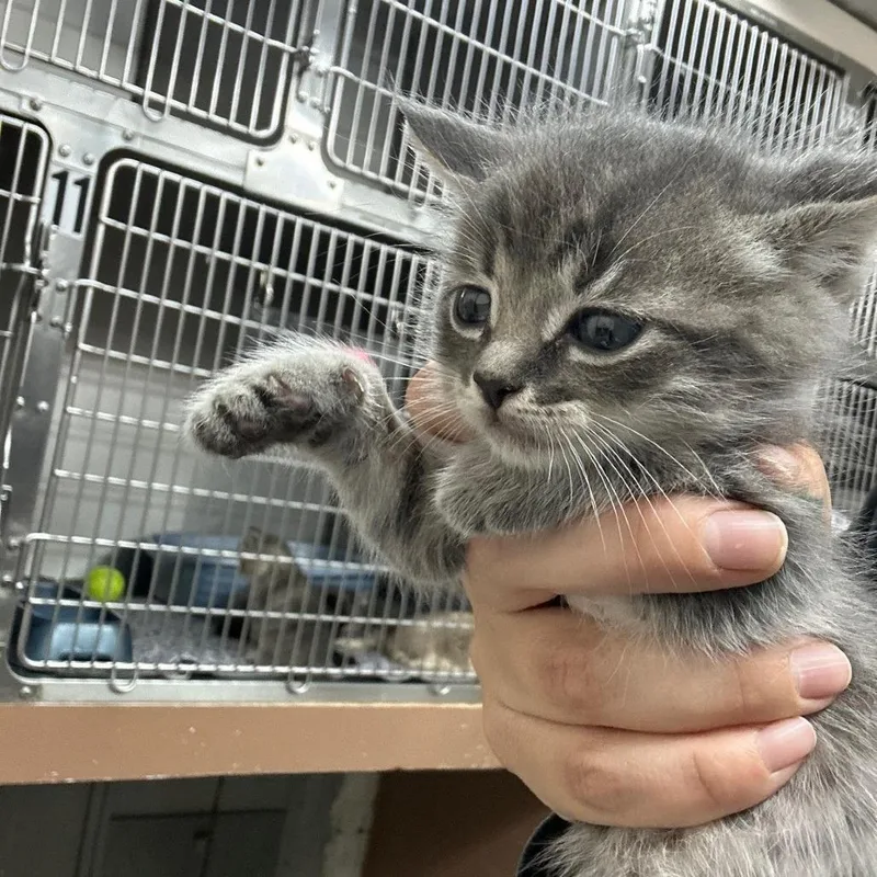 A baby small-sized male Domestic Short Hair cat named Rio Grande for adoption in Coos Bay, OR