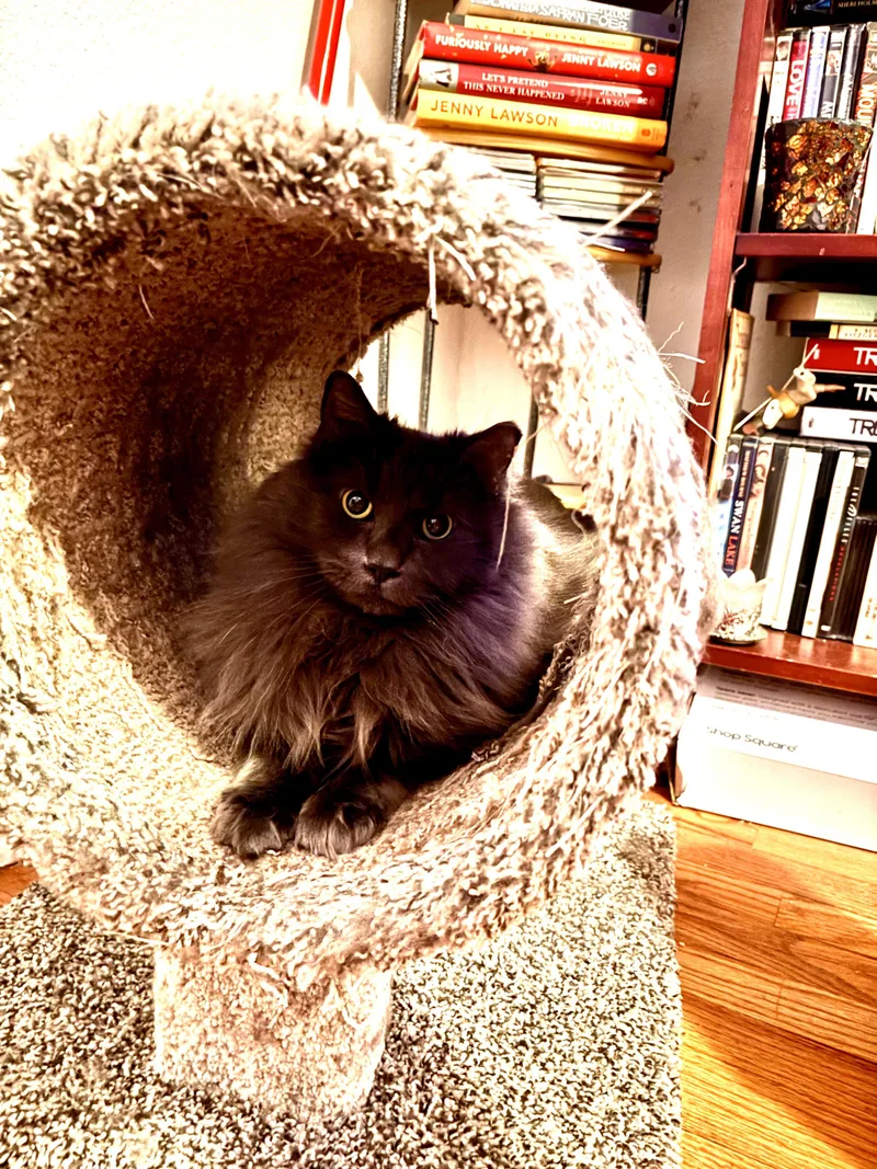 An adult medium-sized male Gray / Blue / Silver Domestic Long Hair cat named Smokey Joe for adoption in Wheat Ridge, CO