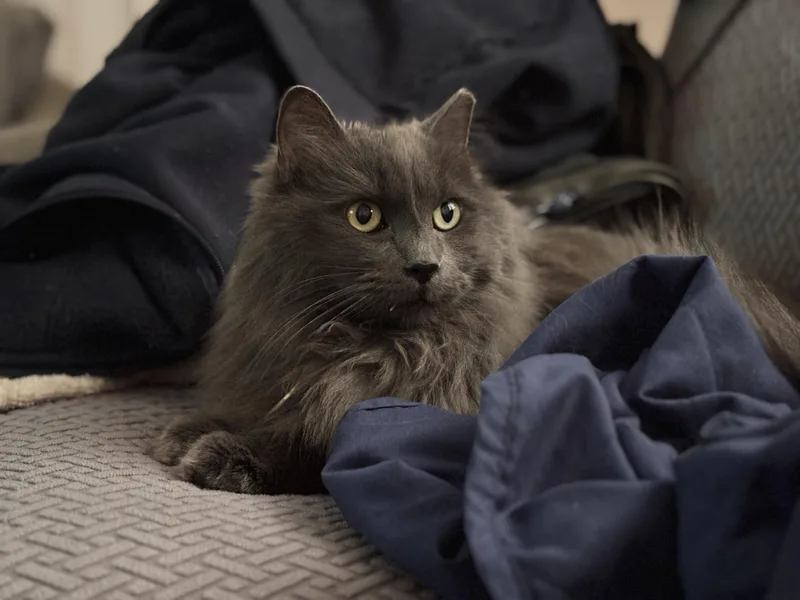 Smokey Joe thumbnail 4
