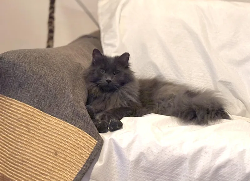 Smokey Joe thumbnail 5