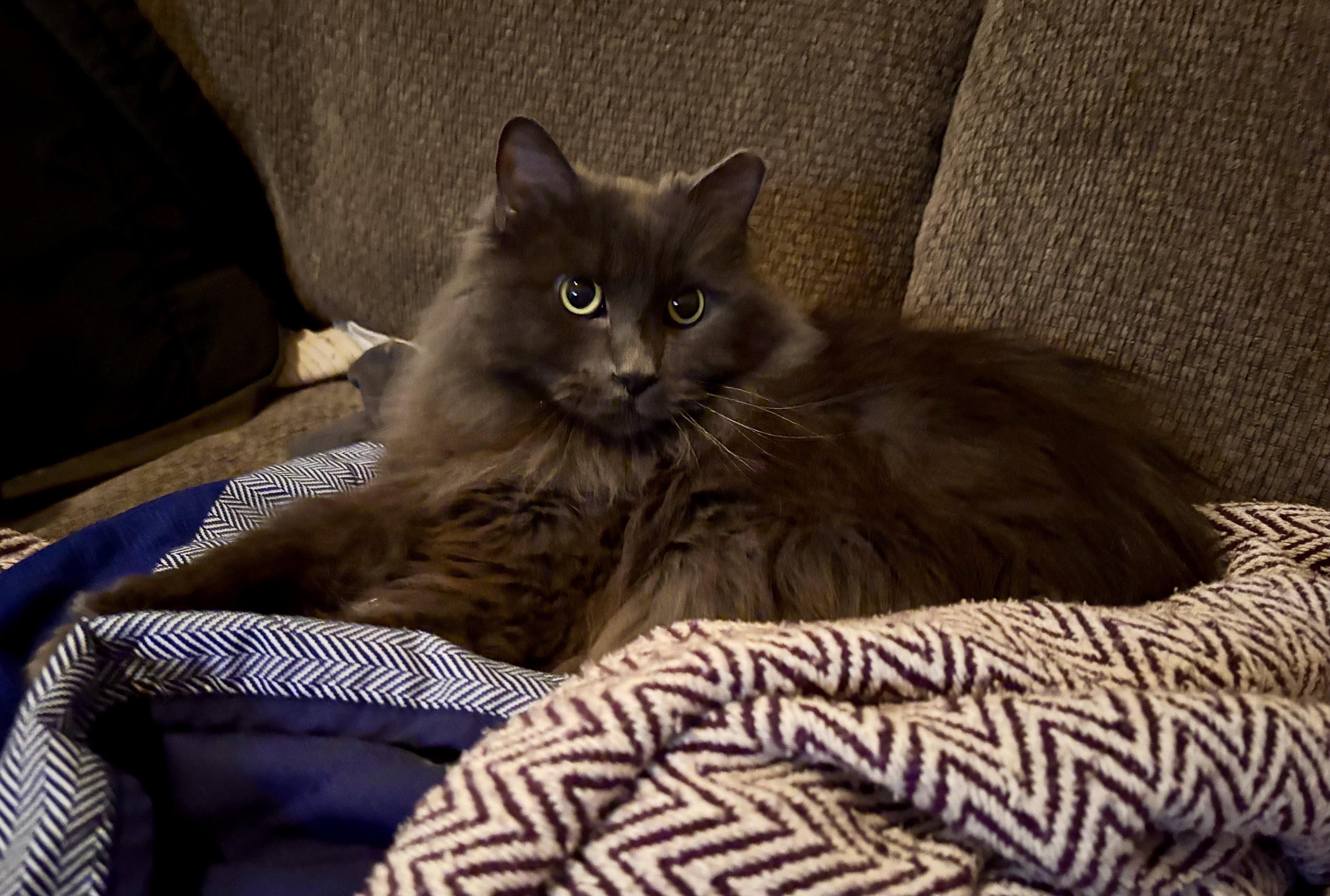 Smokey Joe thumbnail 6