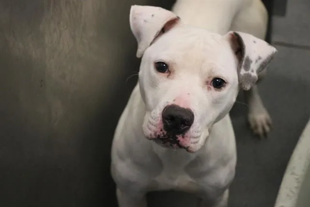 An adult large-sized male Mixed Breed dog named Jackson for adoption in Dallas, TX