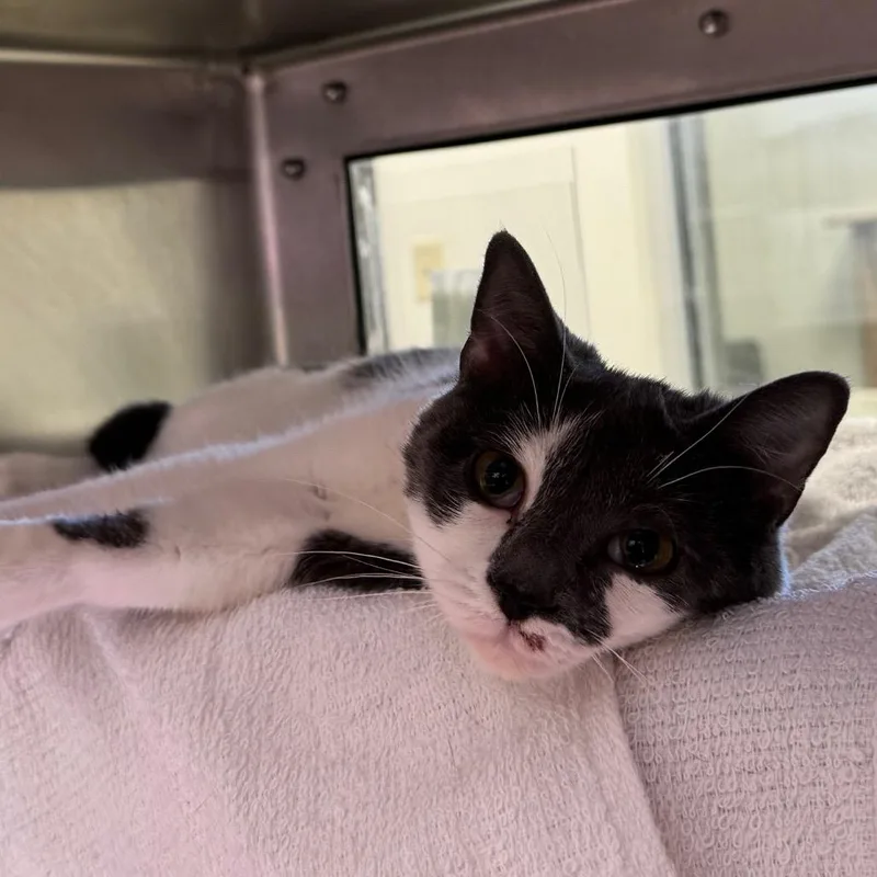 An adult medium-sized female Domestic Short Hair cat named Catapult for adoption in York, PA