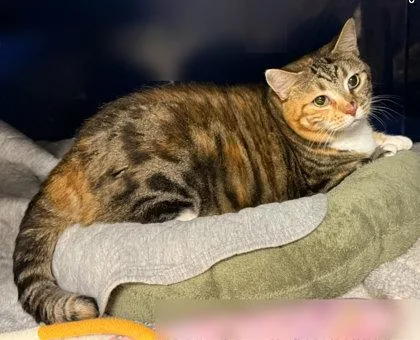 Maggie thumbnail 2