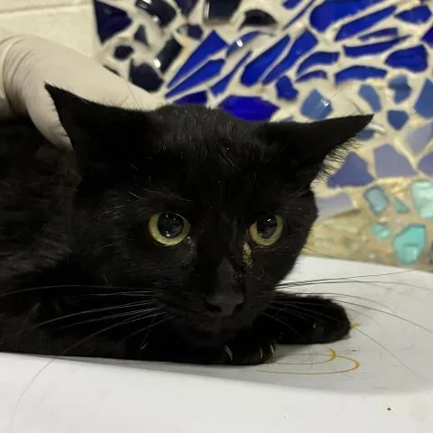 A young medium-sized female Domestic Short Hair cat named Winona for adoption in Pensacola, FL