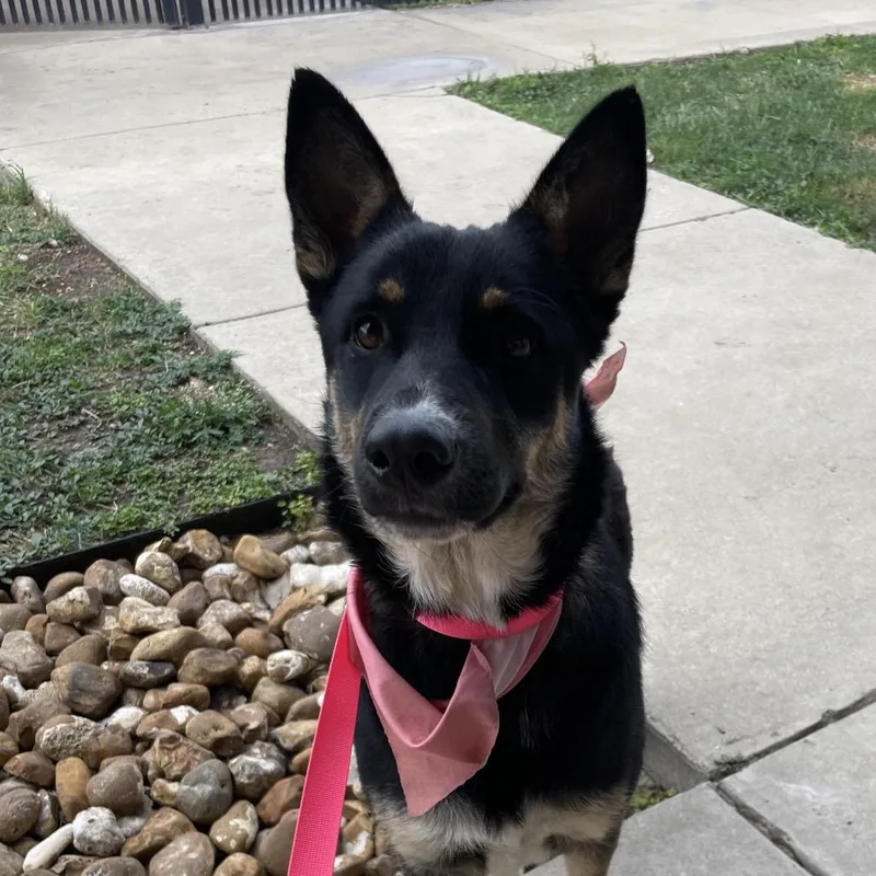 A young medium-sized female Black Shepherd dog named Sally Sue for adoption in San Antonio, TX