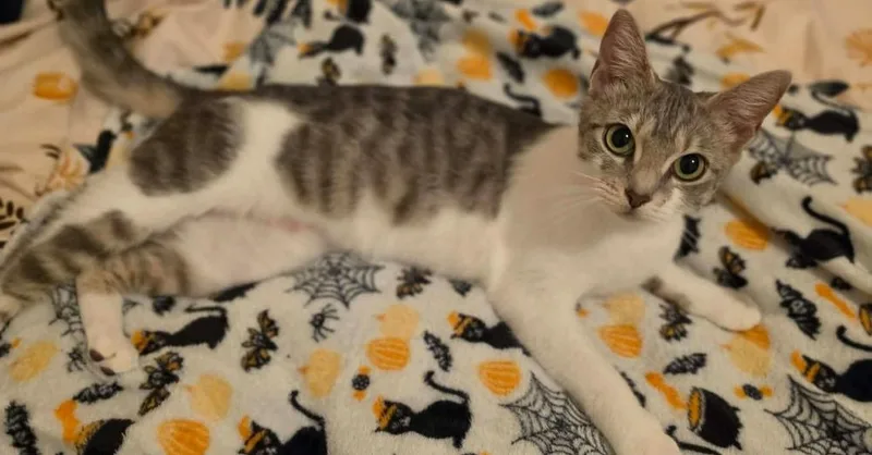 A young medium-sized female Gray & White Domestic Short Hair cat named Mimi for adoption in Milton, DE