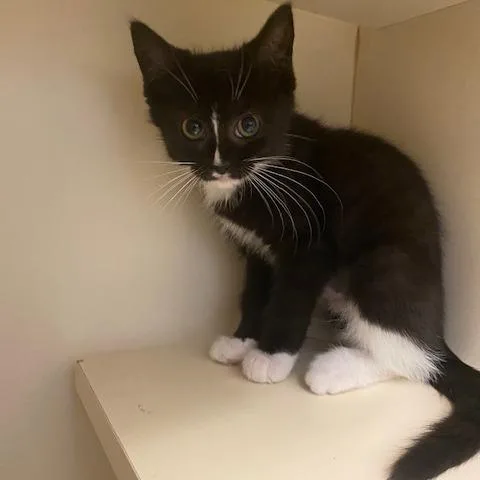 A baby small-sized female Black Domestic Short Hair cat named Skunk for adoption in Dayton, OH