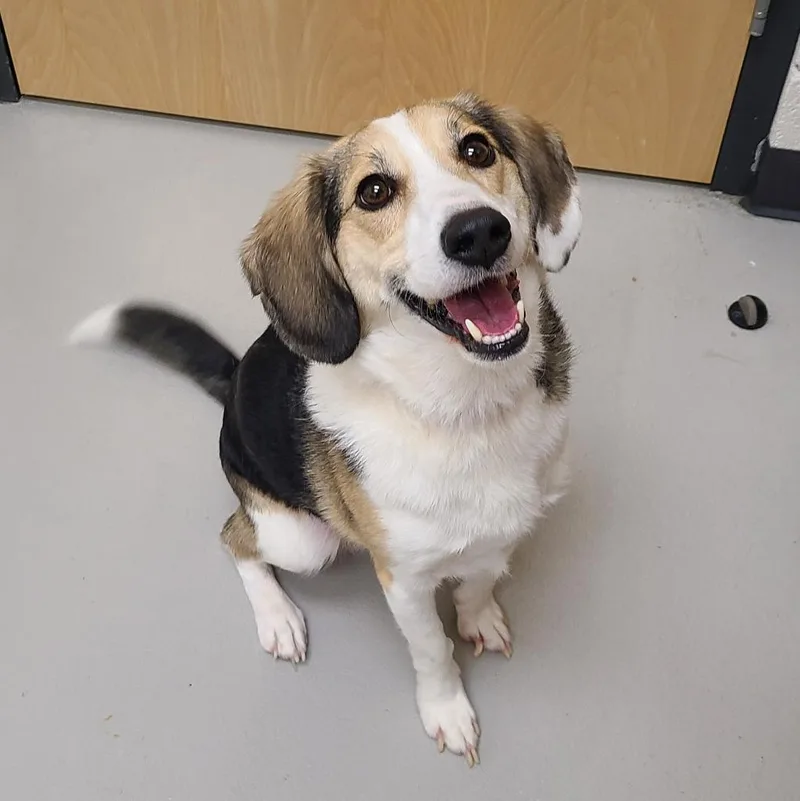 An adult medium-sized male Beagle dog named Rufus  Ac for adoption in Greeneville, TN
