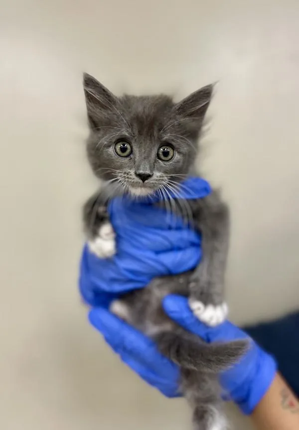A baby medium-sized female Domestic Short Hair cat named Nimby for adoption in Victorville, CA