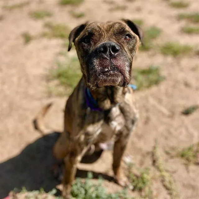 An adult large-sized male Boxer dog named Koda for adoption in Aurora, CO