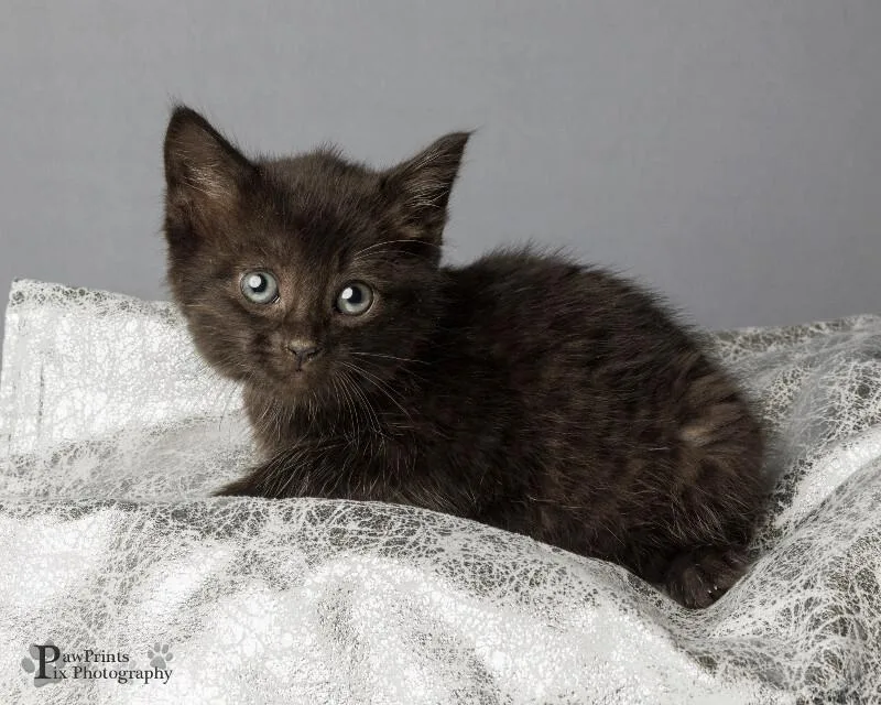 A young medium-sized female Black Domestic Short Hair cat named Tabitha for adoption in Maryville, TN