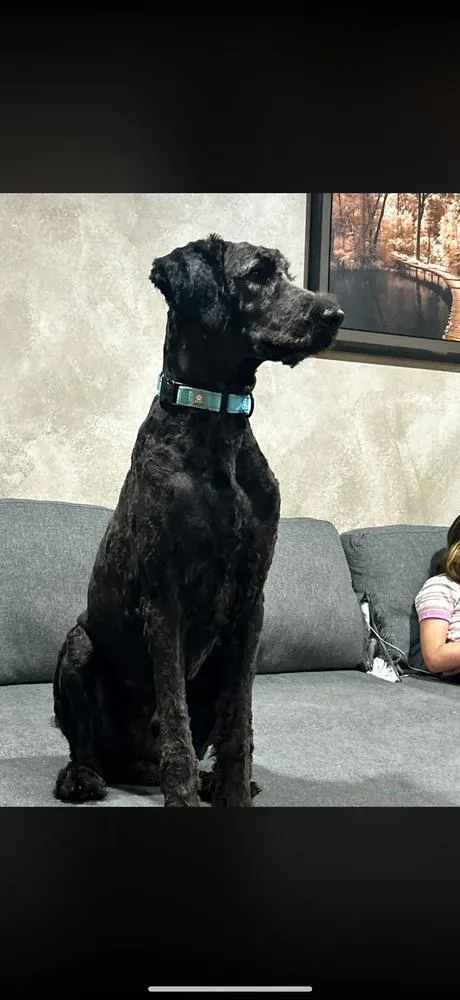 A baby large-sized male Black Poodle dog named Adiken for adoption in Cheektowaga, NY