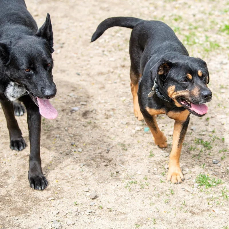An adult medium-sized male Black Mixed Breed dog named Bud for adoption in Kennebunk, ME