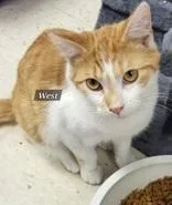 A young small-sized male Orange & White Domestic Short Hair cat named West for adoption in Moline, IL