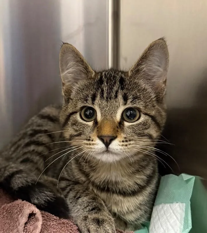 A young small-sized female Domestic Short Hair cat named Maddie for adoption in Yankton, SD