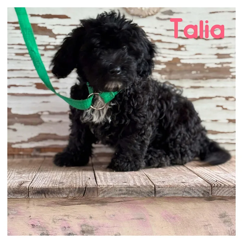 A young medium-sized female Shih Tzu dog named Talia for adoption in University Place, WA