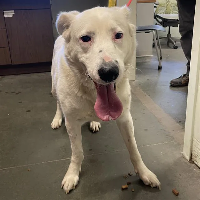 An adult extra large-sized male Australian Cattle Dog / Blue Heeler dog named Pickles for adoption in Santa Cruz, CA