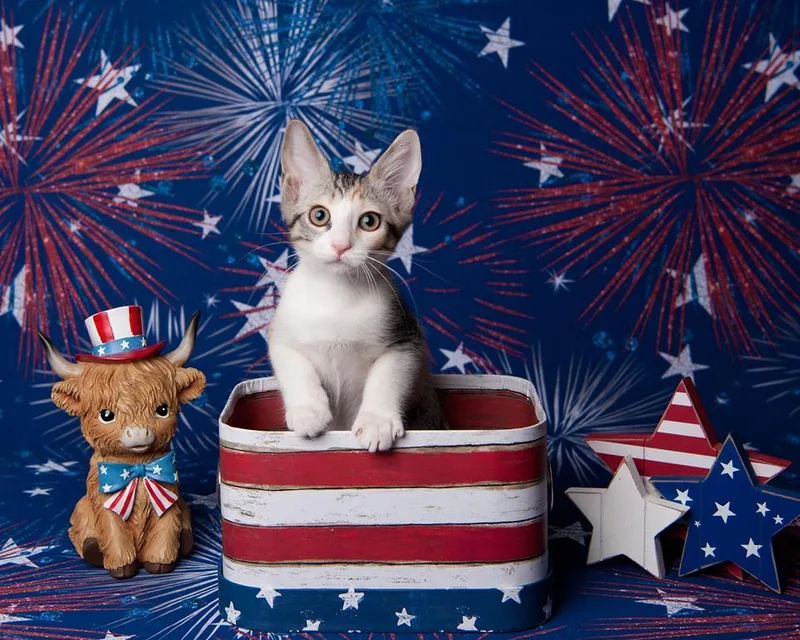 A baby small-sized female Calico cat named Cheeki Le Chat for adoption in Chandler, AZ
