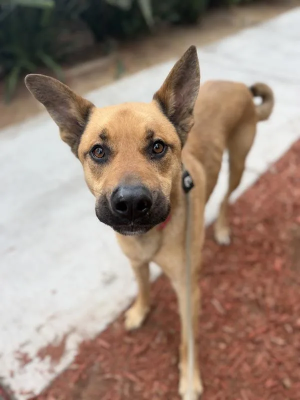 An adult large-sized male Shepherd dog named Bark Ruffalo for adoption in San Diego, CA