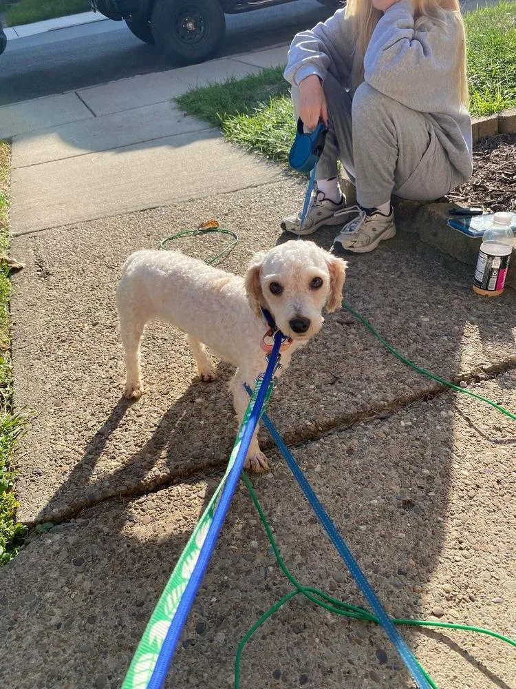 A young small-sized male White / Cream Poodle dog named Finn for adoption in Jefferson Hills, PA