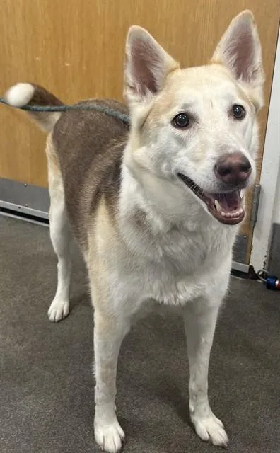 An adult large-sized female Siberian Husky dog named Matilda for adoption in Upper Marlboro, MD