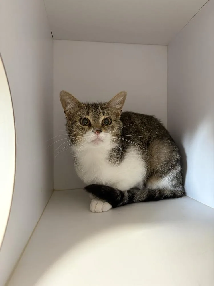 A young small-sized female Domestic Short Hair cat named Emery for adoption in Bolivar, MO